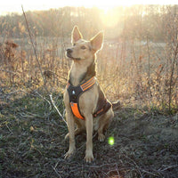 Thumbnail for Reflective Heavy Duty Harness Orange XS