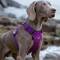 Thumbnail for Lightweight Harness Purple L