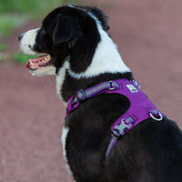 Thumbnail for Lightweight 3M reflective Harness Purple L