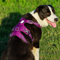 Thumbnail for Whinhyepet Harness Purple XS