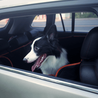 Thumbnail for iBuddy Dog Seat Cover Car Hammock w/ Mesh Window & Dog Seat Belt